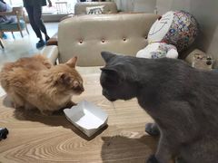 -藏猫猫咖啡主题馆(中央大道店)