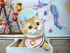 -超宠爱宠物摄影-Super pet