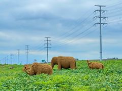 -杭州湾海上花田景区