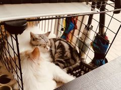 -平行世界·猫咖(首经贸店)
