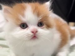 -珠海悠米米努特矮脚猫舍