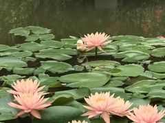 -东莞植物园