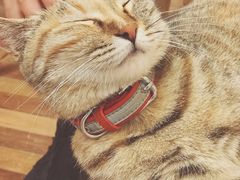 -猫的天空之城概念书店(苏州平江店)