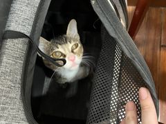 -瑞派动物医院·绝育·犬猫全科·预防医学(光景江南中店)