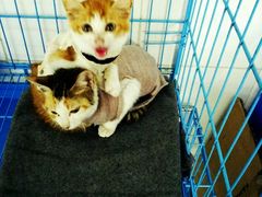 -天使宠物医院·犬猫分诊(彩虹店)