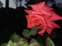 -香蜜公园