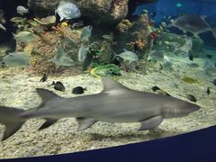 -沙沙哗啦海洋馆(华宇百花谷店)