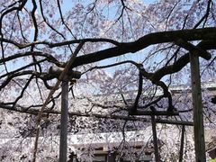 -醍醐寺