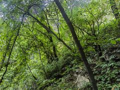 -大岭沟猕猴桃谷风景区
