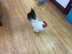 -观桥阁(锦溪店)