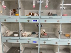 -萌宠之家·腊肠犬·马尔泰·小体犬舍