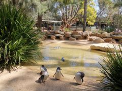 -费瑟代尔野生动物园