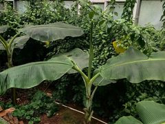 -呀路古热带植物园