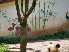 -中国大熊猫保护研究中心雅安碧峰峡基地