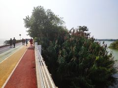 -贡湖湾湿地公园