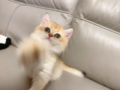 -欣宠猫屋·矮脚拿破仑·蓝金金渐层