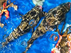 -盒马鲜生(顺义店)