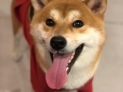 -柴务处·柴犬主题狗咖