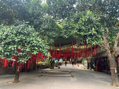 -西双版纳原始森林公园