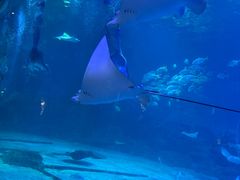 -烟台海昌鲸鲨海洋公园