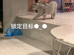 -猫儿山۰猫主题餐厅