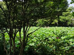 -上海醉白池公园
