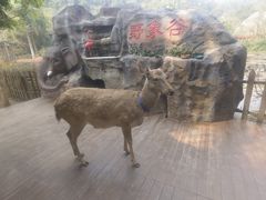-野象谷景区