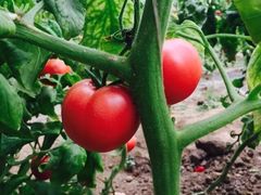 -万源龙顺度假庄园生态观光园