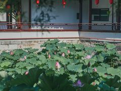 -上海醉白池公园