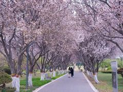 -石家庄市植物园
