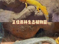 -正佳雨林生态植物园