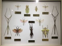 -上海昆虫博物馆