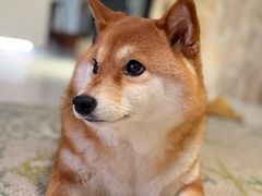 -中农国际动物医院24小时·猫科·骨科·急重症中心