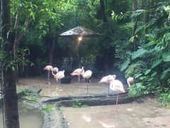 -清迈夜间动物园