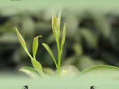 -张一元(世纪金源购物中心东区店)