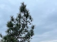 -千岛湖天屿景区