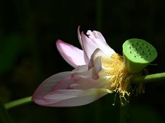 -陈家山荷花公园