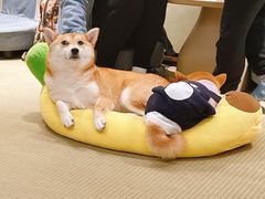 -逗柴咖啡屋·狗咖猫咖宠物桌游