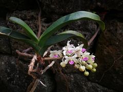 -侯臣咖啡文化村