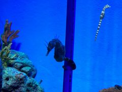 -上海海洋水族馆