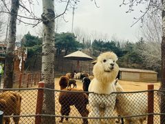 -大连森林动物园