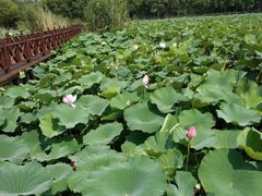 -荷塘月色湿地公园·向阳花洲