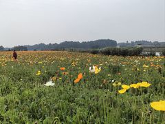 -空港花田景区
