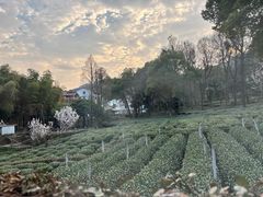 -野蔓果·山野菜(西湖景区·龙井茶田店)