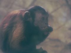 -泉州海丝野生动物世界