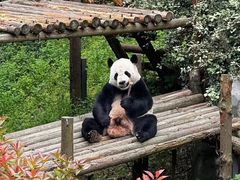 -成都动物园