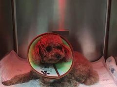 -睿金宠物医院·CT·肿瘤·骨外科