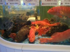 -金苑海鲜酒家(来魅力店)