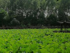 -合肥滨湖国家森林公园