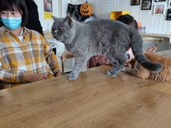 -平行世界·猫咖(首经贸店)
